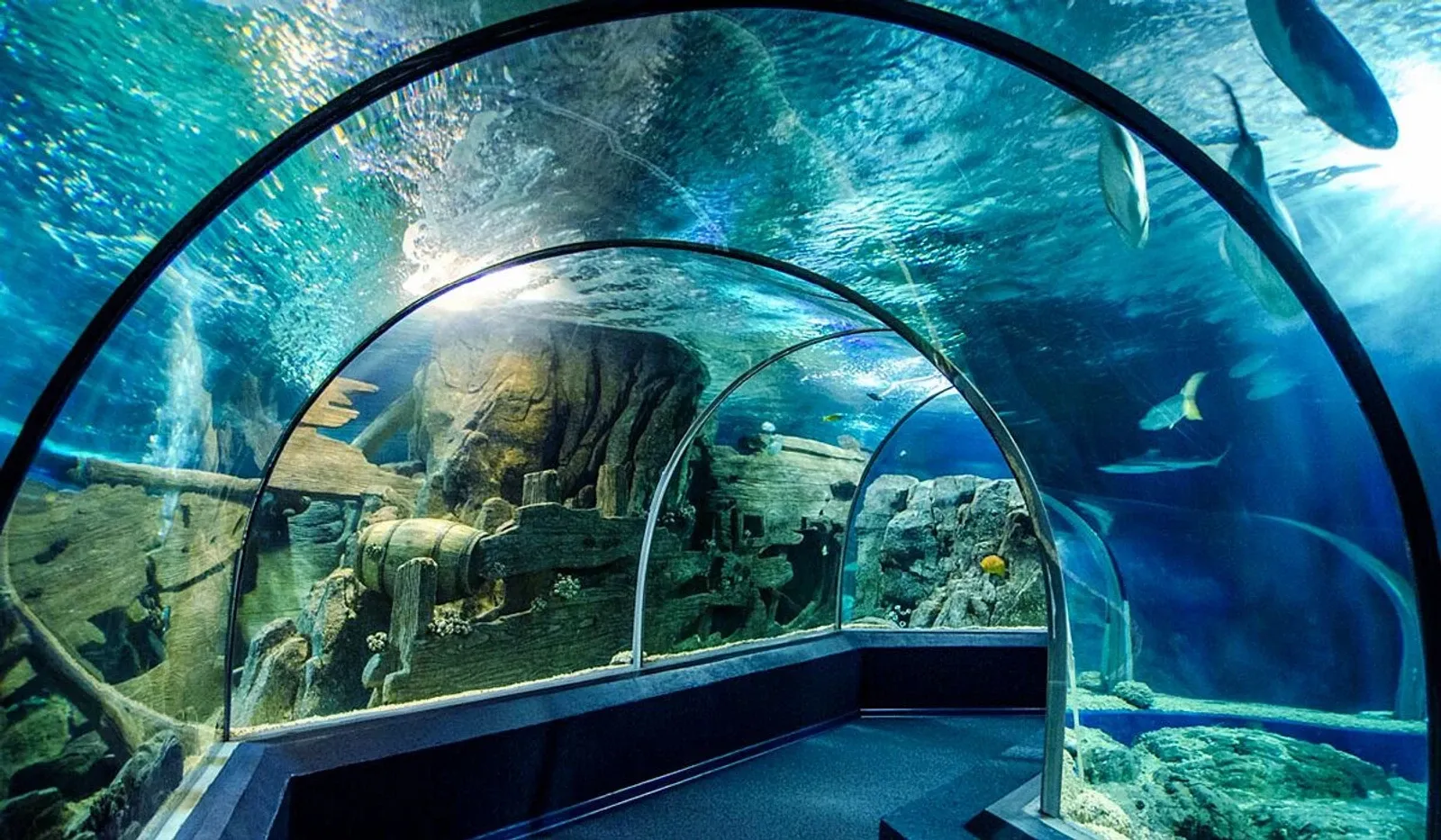 Sochi Discovery World Aquarium